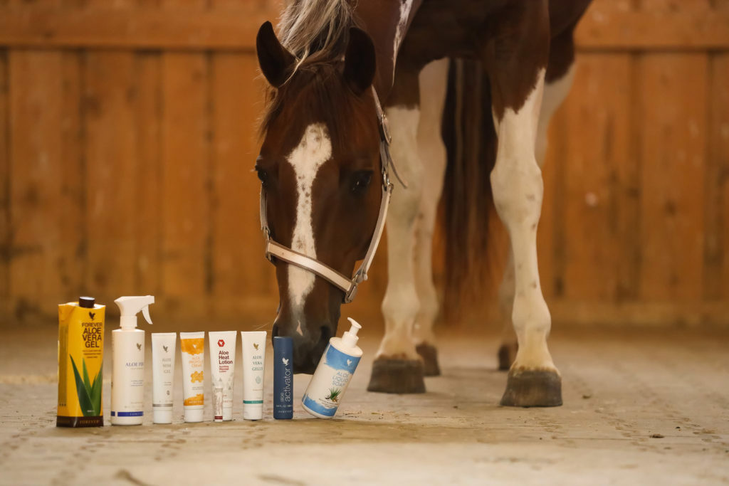 Aloe Vera/Glcksaloe Therapie fr Pferde